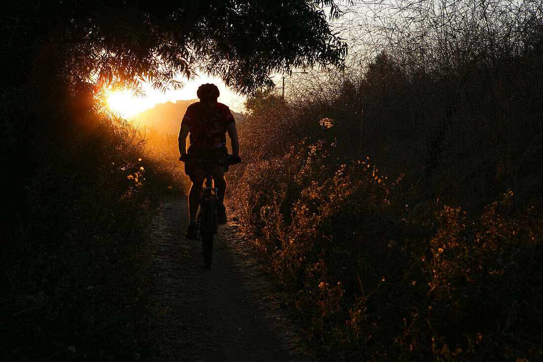 Mountain Biker In Sunset