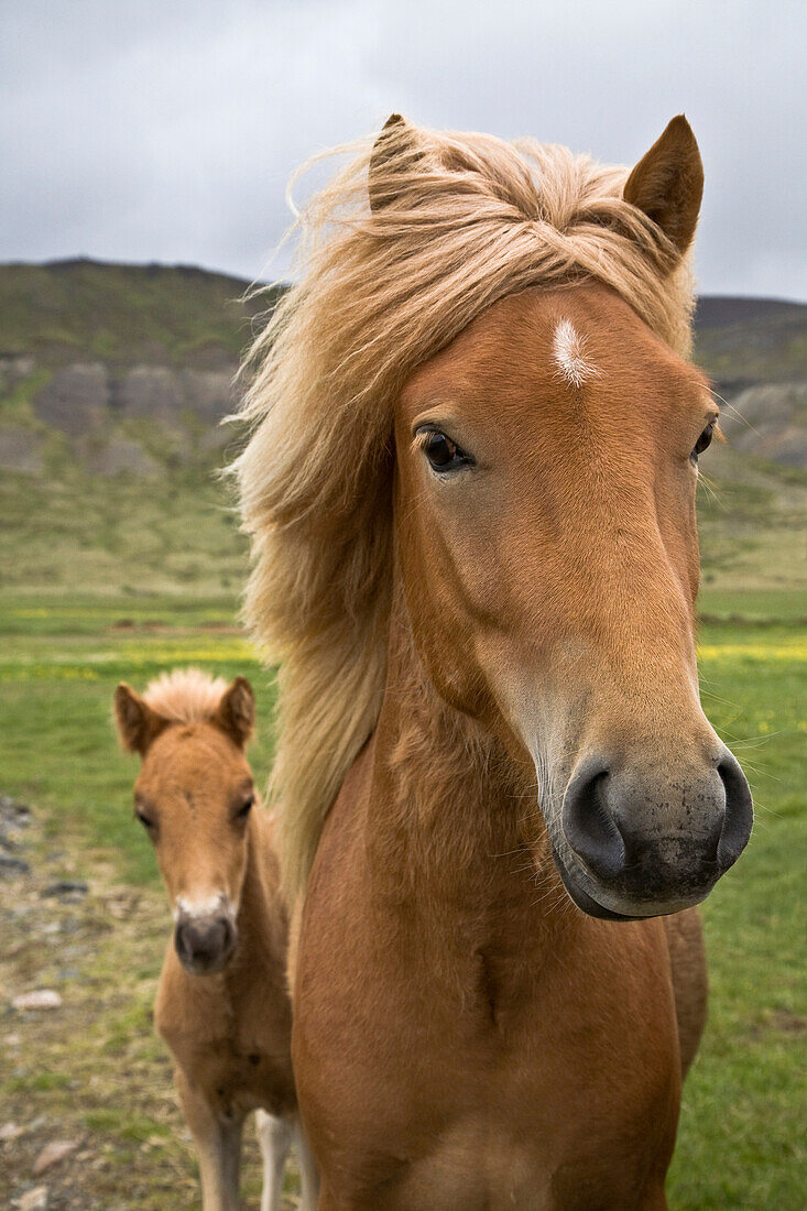 Horses, Mare And Colt, Near Husafell, West Iceland