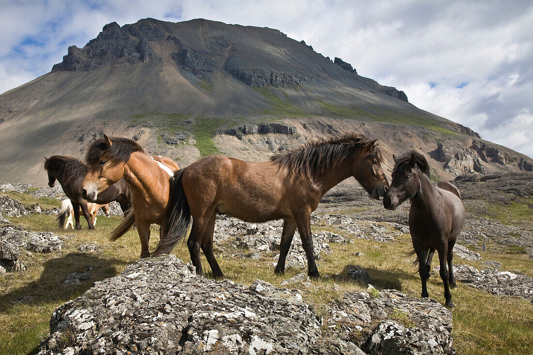 Herd Of Horses, Near Hofn, Iceland