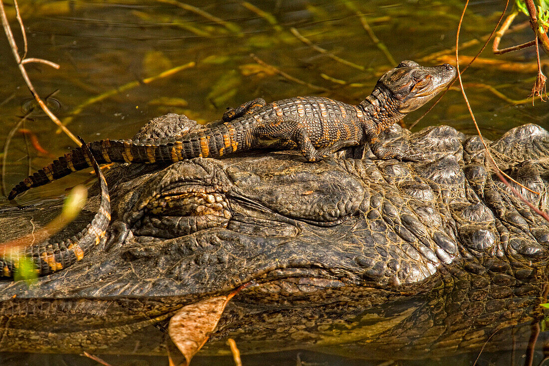 American Alligator With Baby Sitting On Its Head, Everglades National Park, Florida.