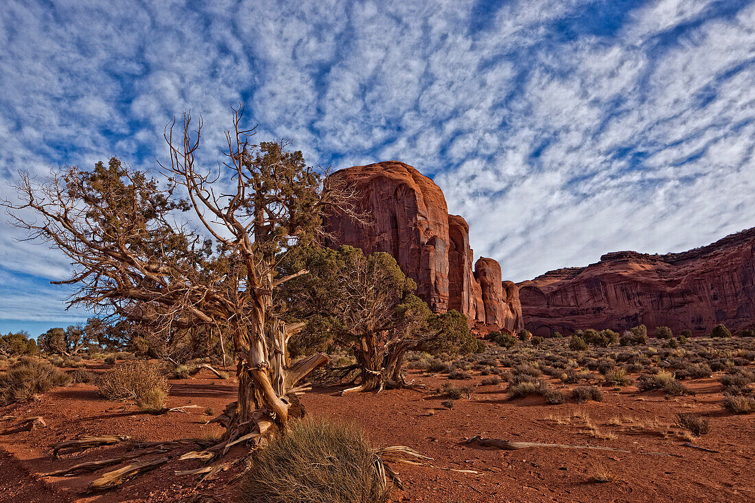 Morning Clouds Over Monument Valley And Tree, Arizona.