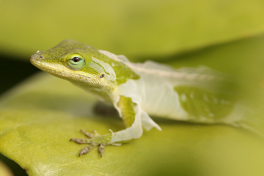 Close Up Of A Gecko Shedding Its Skin, Hawaii