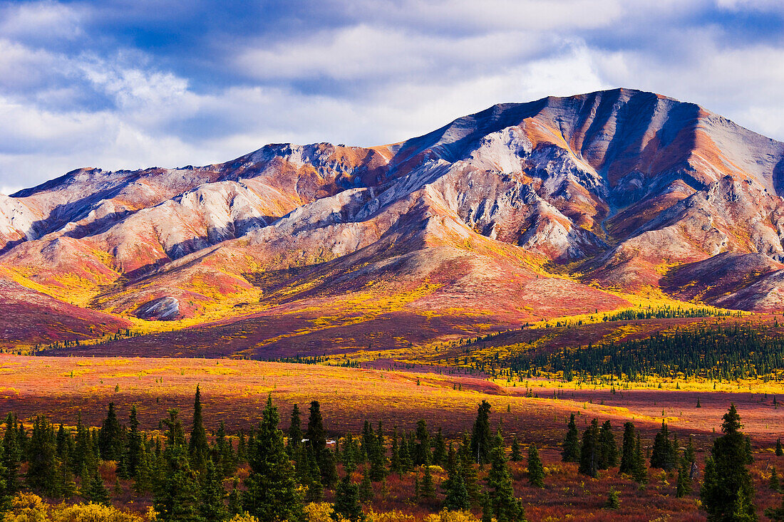Fall Colours And Fang Mountain, Denali National Park, Alaska