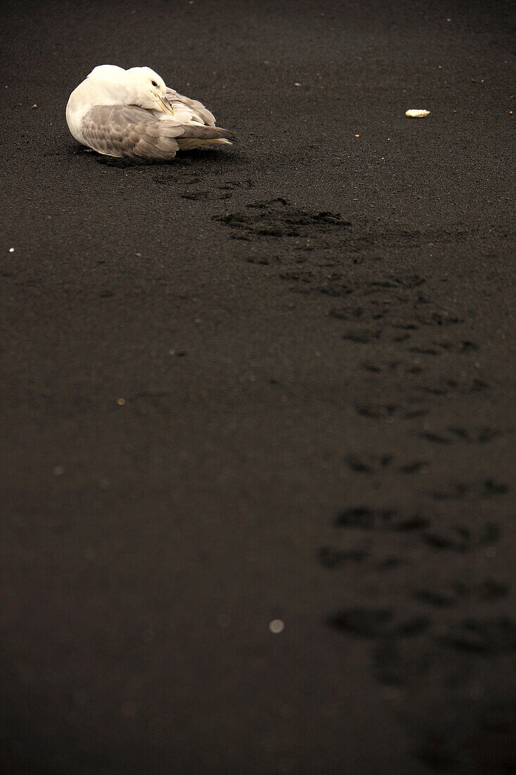 Immature Fulmar Bird On A Black Sand Beach, Near Vik, Iceland