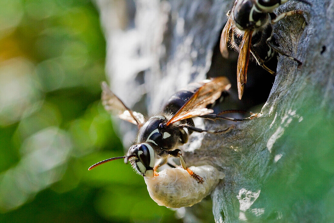 'Paper Wasp Flying Out Of It's Hive; Ontario Canada'