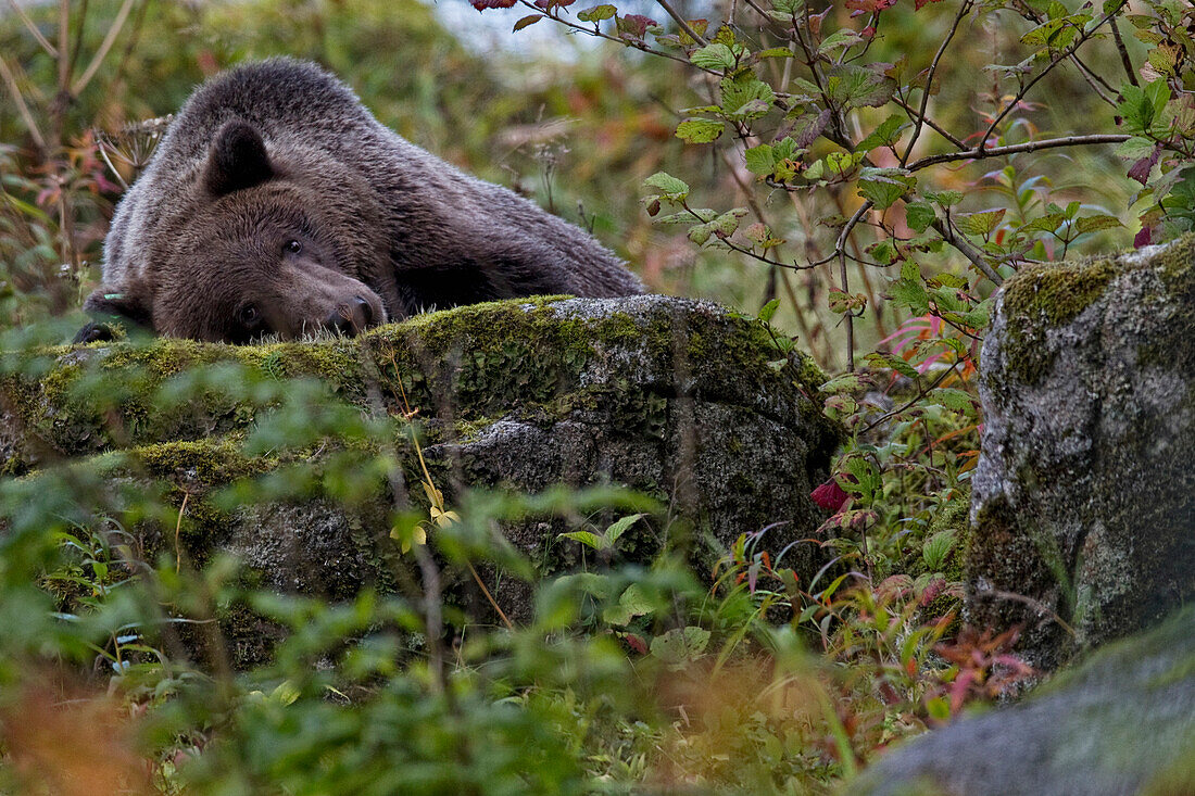 'Grizzly Bear Laying On A Rock; Haines Alaska Usa'