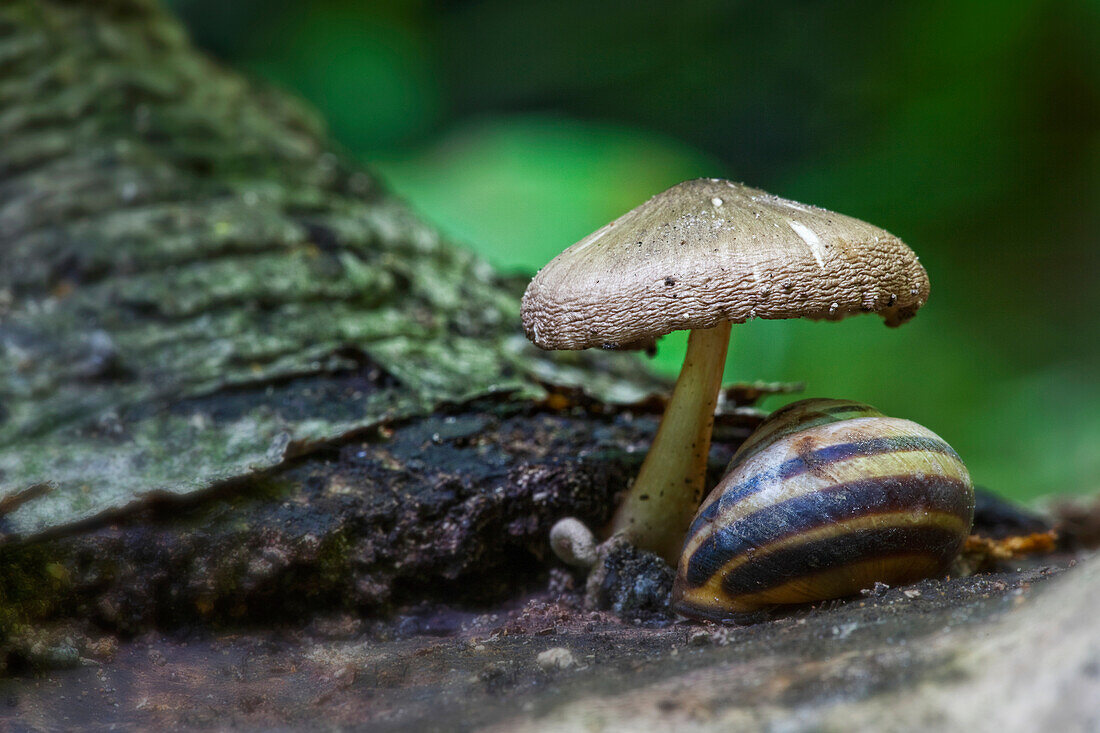 'Snail Sitting Under A Mushroom; Ontario Canada'