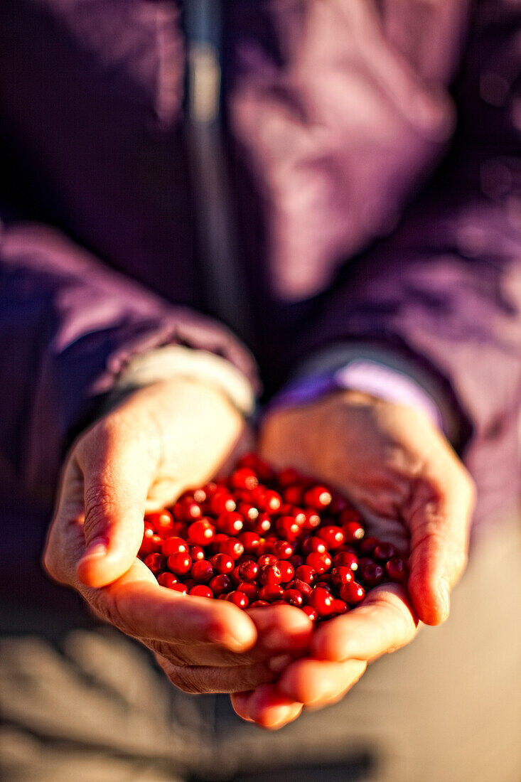 'A Handful Of Wild Cranberries After A Night Of Picking; Yukon Canada'