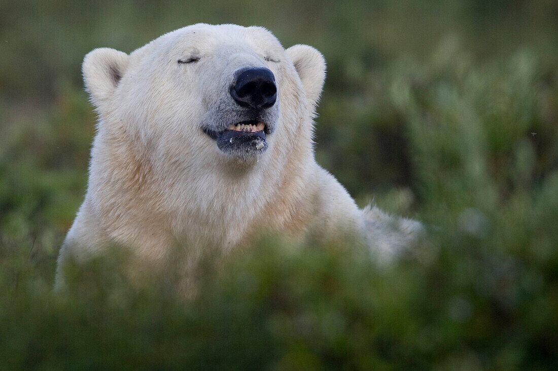 Polar Bear, Churchill, Manitoba.