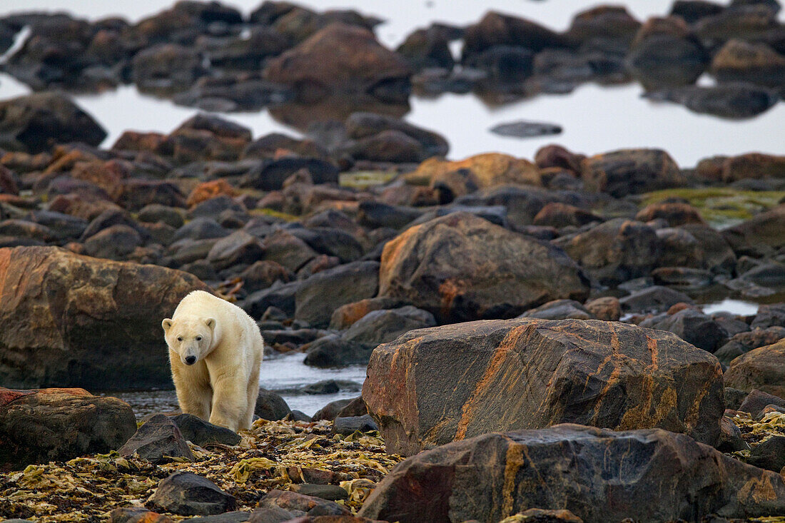Polar Bear Walking On Rocks, Churchill, Manitoba