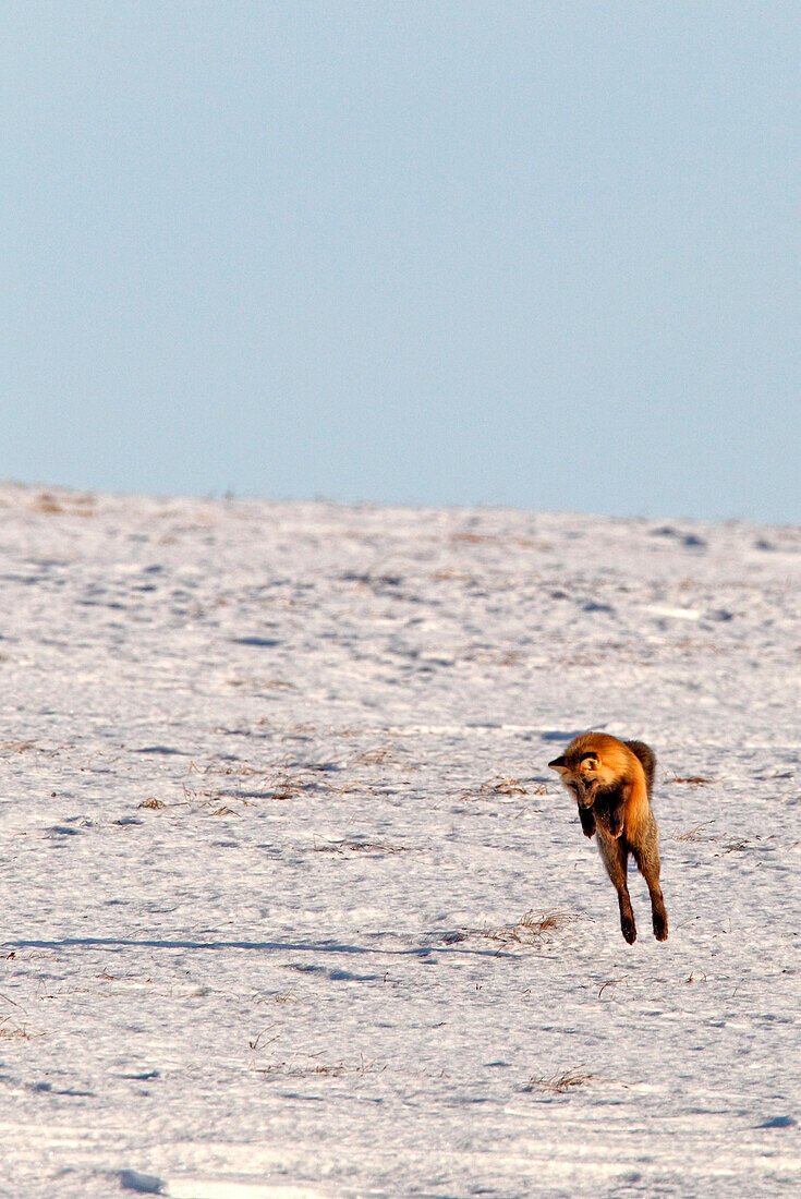 A Fox Leaps Into The Air Hunting For Mice, Dempster Highway, Yukon.