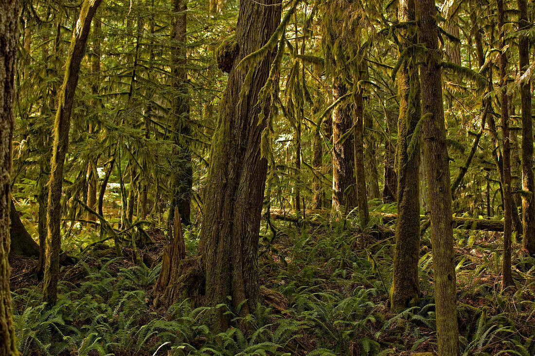 Cathedral Grove, British Columbia.