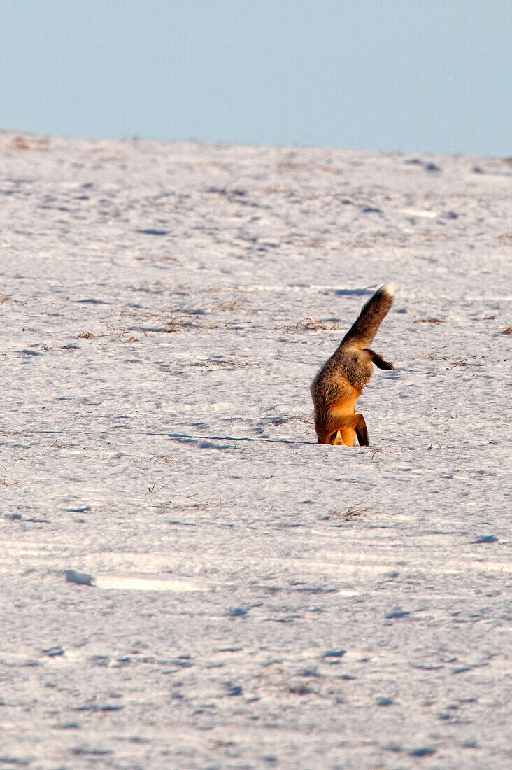 A Fox Plunges Headfirst Into The Snow Hunting For Mice, Dempster Highway, Yukon.