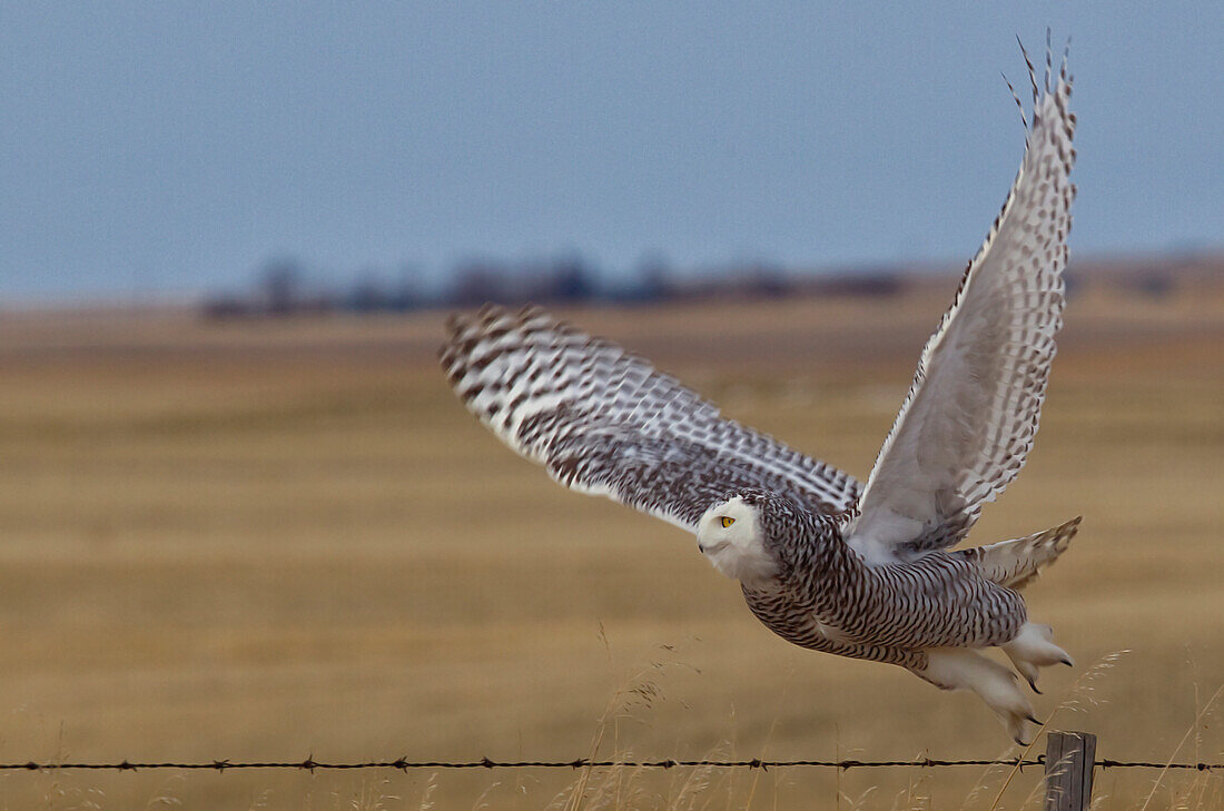 'Snowy Owl Taking Flight Off Barbed Wire Fence; Saskatchewan Canada'