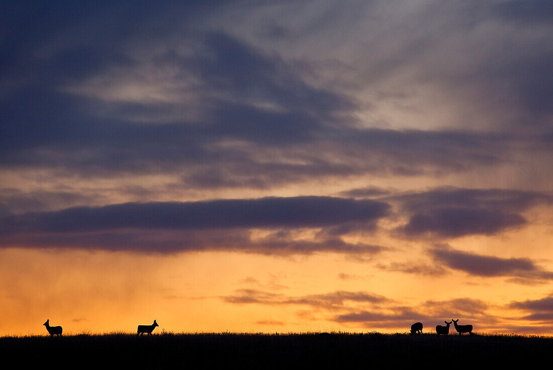 'Mule Deer At Sunrise In Grasslands National Park; Saskatchewan Canada'