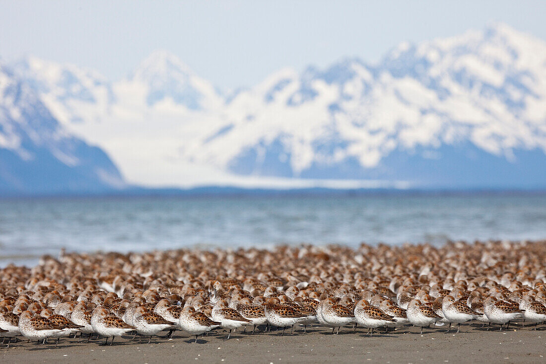 Western Sandpiper And Dunlins Gathered On The Mudflats Of Copper River Delta With Chugach Mountains And Sheridan Glacier In The Background, Southcentral Alaska, Spring