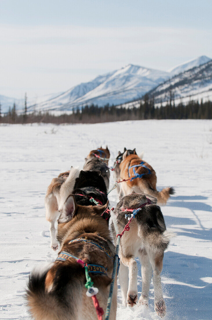 Musher's Perspective While Mushing Back To Base Camp On The North Fork Of The Koyukuk River In Gates Of The Arctic National Park & Preserve, Arctic Alaska, Winter