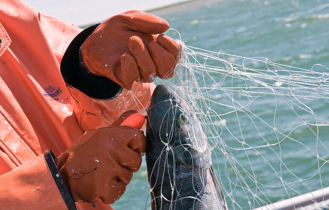 A Fisherman Uses A Fish Pick To Remove A Sockeye From A Gillnet, Bristol Bay, Alaska/N