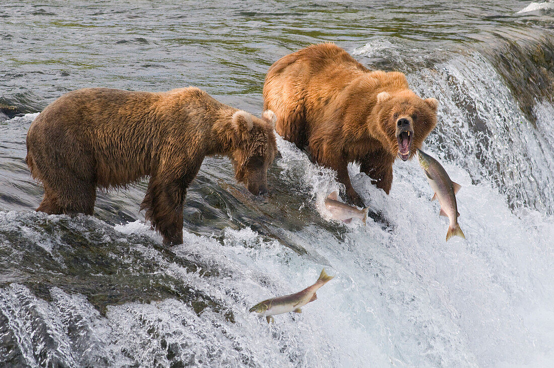 Three Sockeye Salmon Jump In Front Of Two Adult Brown Bears Standing At The Top Of Brooks Falls, Katmai National Park, Southwest Alaska, Summer