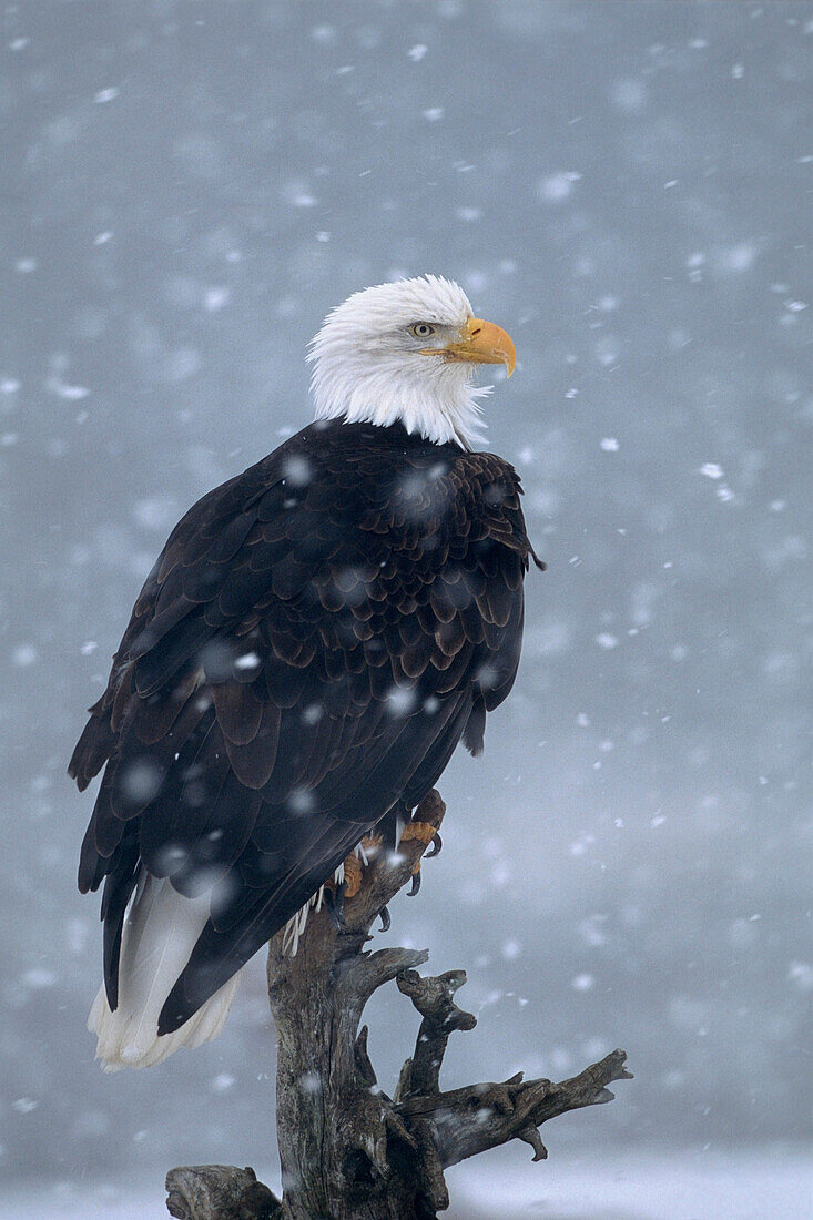 Bald Eagle Perched On Driftwood In Snowstorm Ak Kp Winter