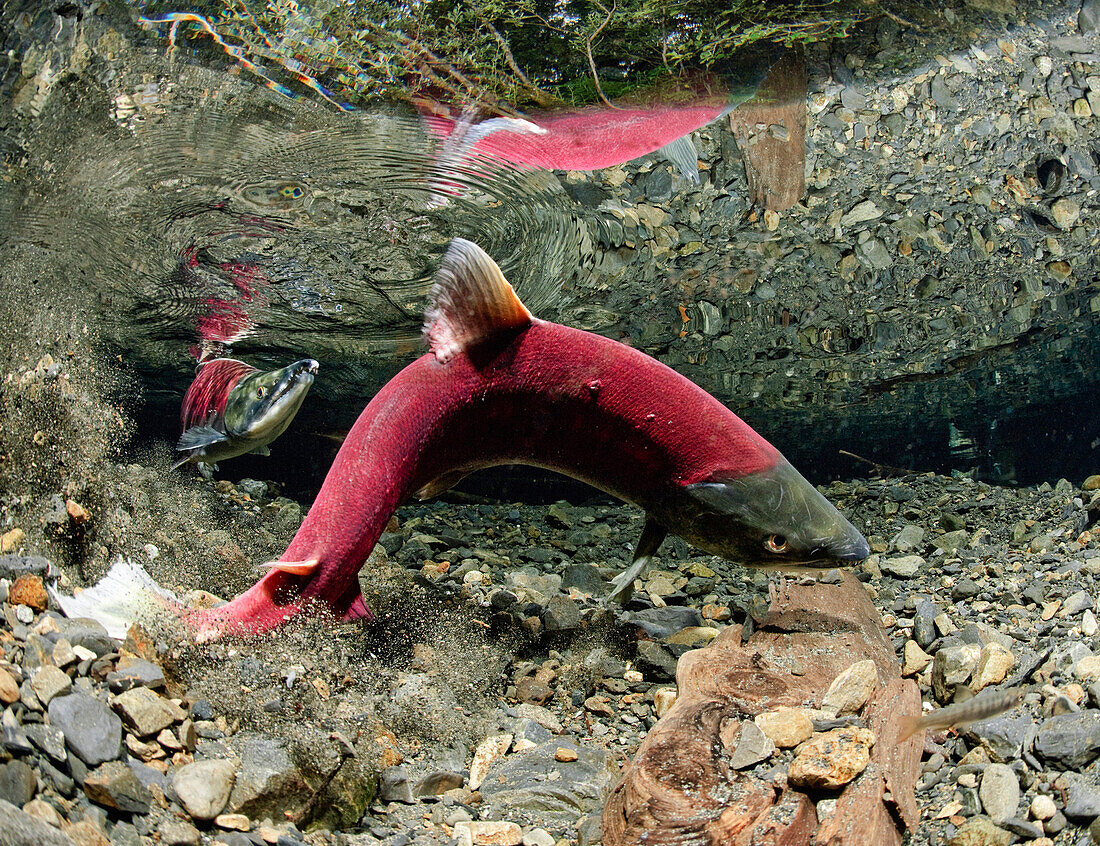 Underwater View Of A Female Sockeye Salmon Excavating A Redd, Power Creek, Copper River Delta, Prince William Sound, Southcentral Alaska