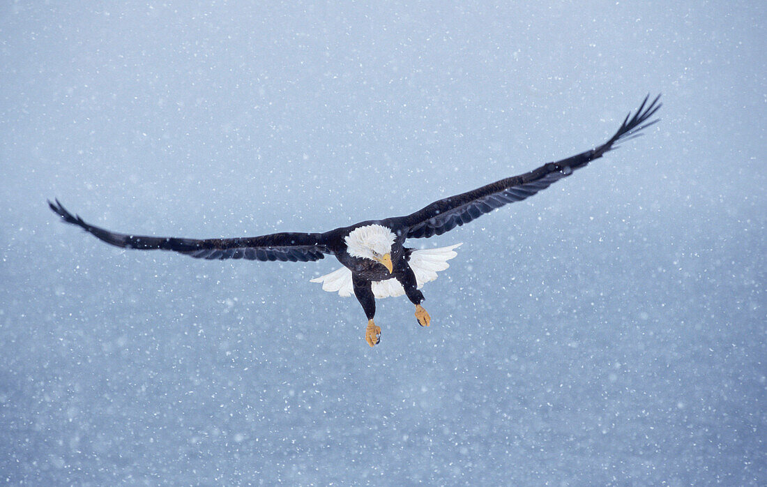 Bald Eagle In Flight During Blizzard Kp Alaska Winter