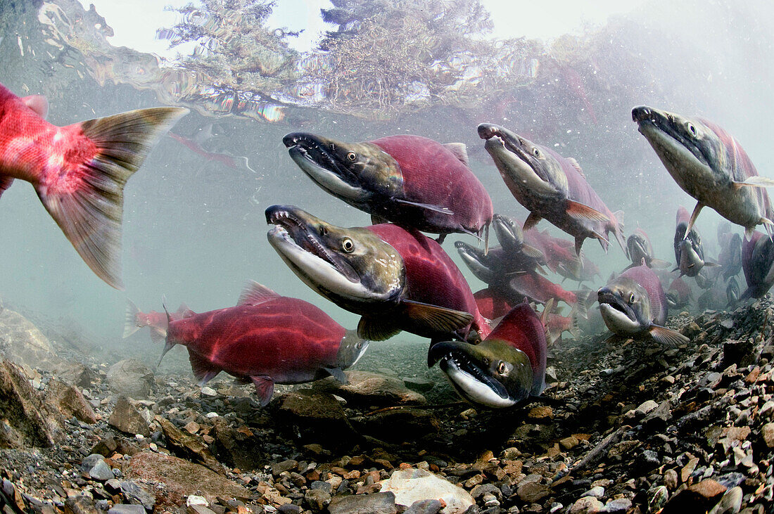 Mature Male Sockeye Salmon On Spawning Grounds, Power Creek, Copper River Delta, Prince William Sound, Southcentral Alaska