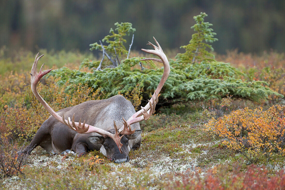 Bull Caribou Bedded On Autumn Tundra And Sleeping In Denali National Park, Interior Alaska