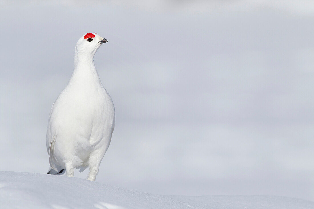 Male Willow Ptarmigan In Winter Plumage Standing On Hard Packed Snow With Red Crest Visible, Chugach Mountains, Southcentral Alaska, Winter