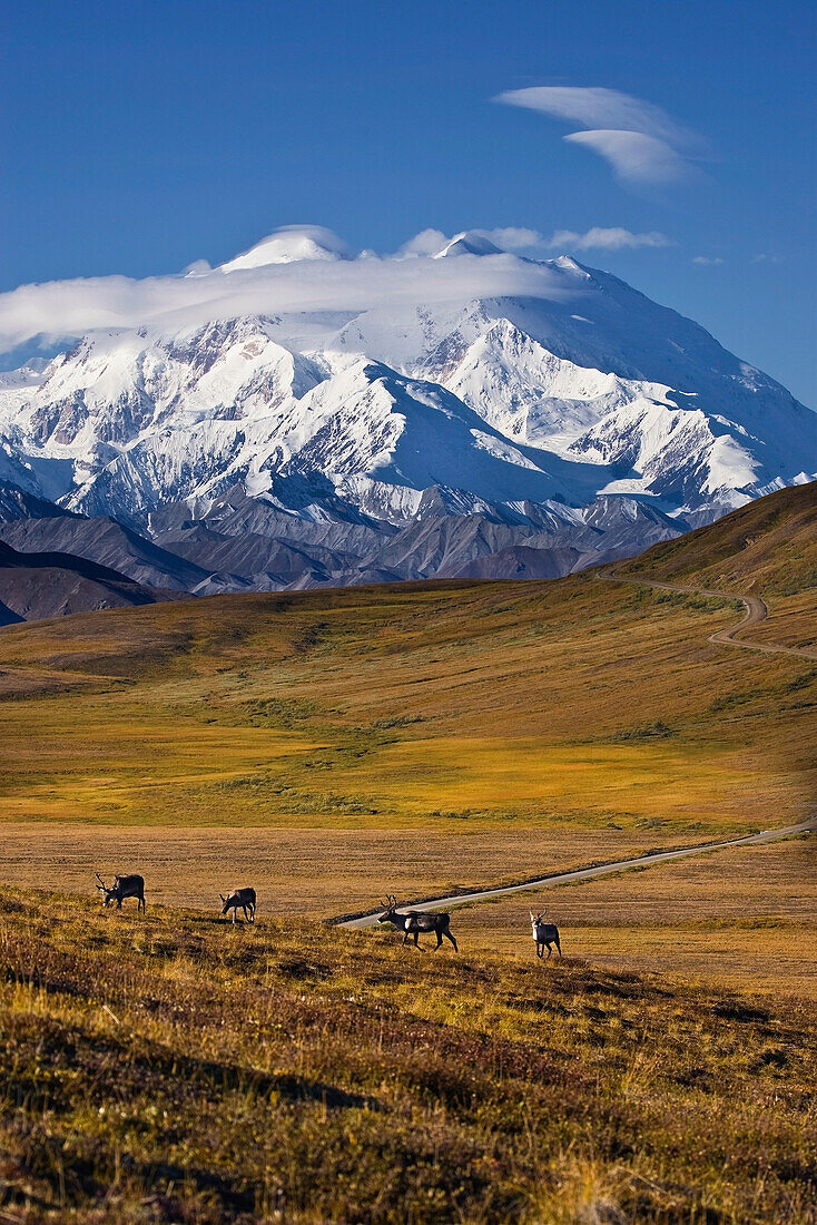 View Of Mt. Mckinley With Caribou On Stony Pass And The Park Road In The Background In Denali National Park, Alaska