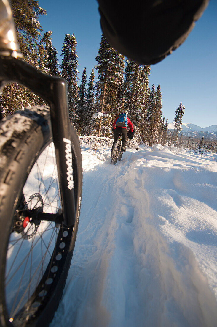Low Angle Perspective View Of A Two People Riding Fatback Bicyles Trail Riding In Winter, Far North Bicentennial Park, Anchorage, Southcentral Alaska