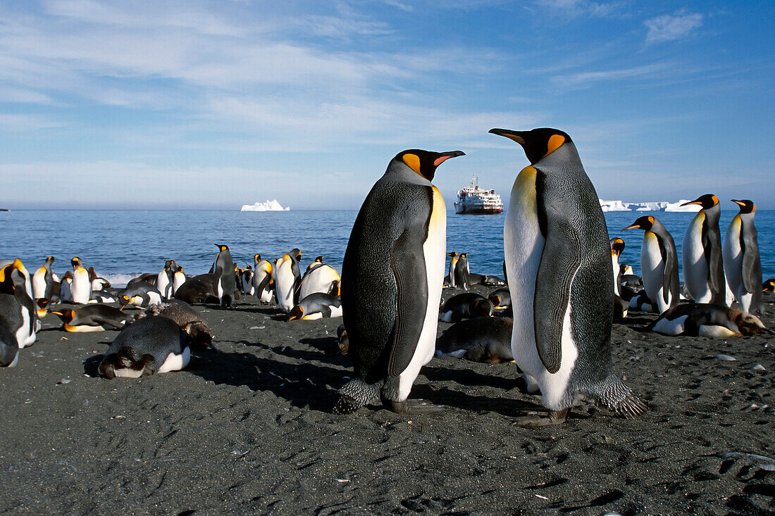 King Penguins On Salisbury Plain W/Cruiseship Summer Antarctica S.Georgia Island