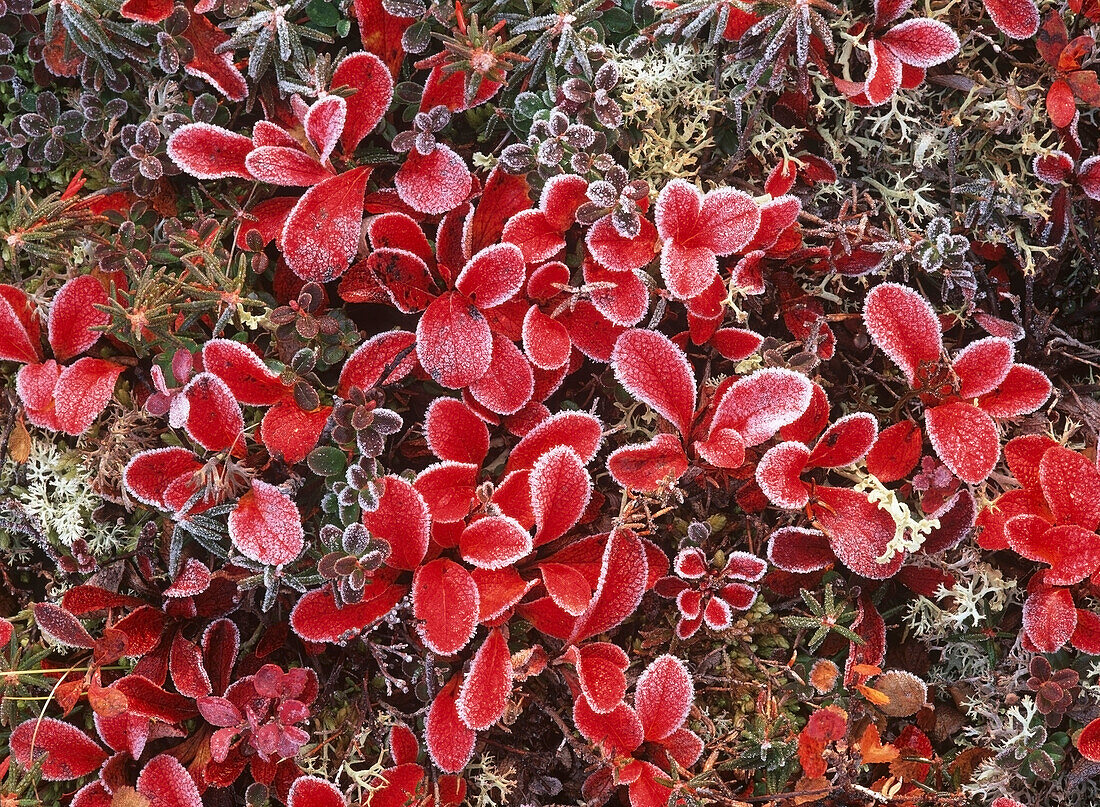 Frosted Bearberry Denali Np Int Ak Fall Close-Up