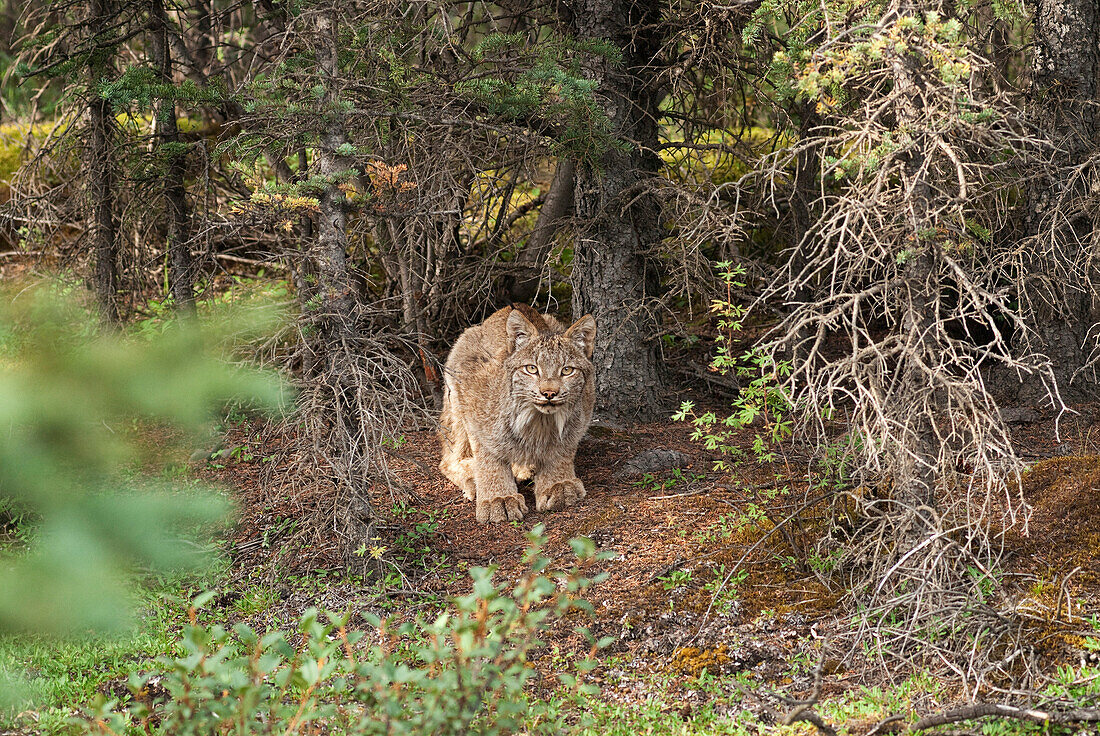 An Adult Lynx Crouches At Base Of Spruce Tree Near Teklanika Campground In Denali National Park And Preserve, Interior Alaska, Summer