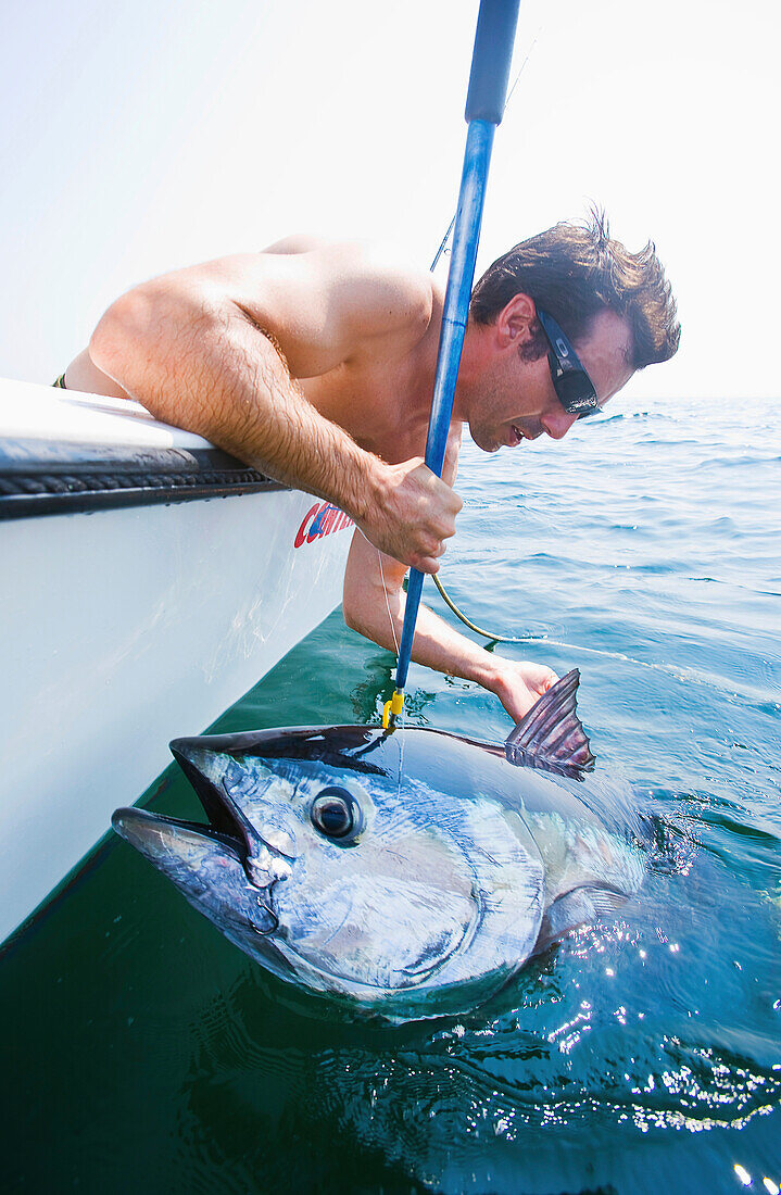 'Shirtless Man In A Boat Catching A Large Fish; Massachusetts, Usa'