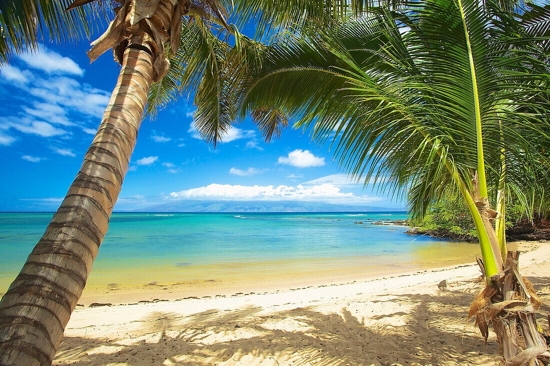 'Palm trees and the pacific ocean on the coast of an hawaiian island; Hawaii, United States of America'