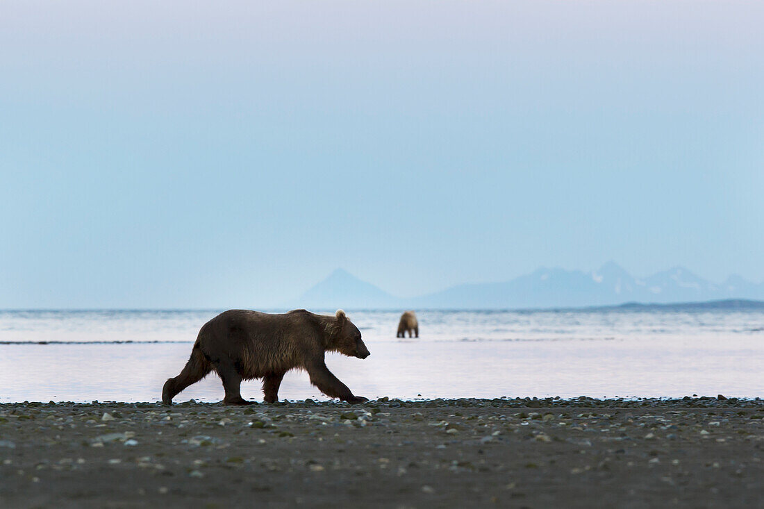 Brown Bears On Beach In Hallo Bay, Katmai National Park, Alaska Peninsula, Southwest Alaska, Summer.
