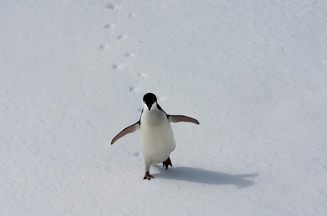 Adelie penguin walking on the ice floe in the southern ocean, 180 miles north of East Antarctica, Antarctica