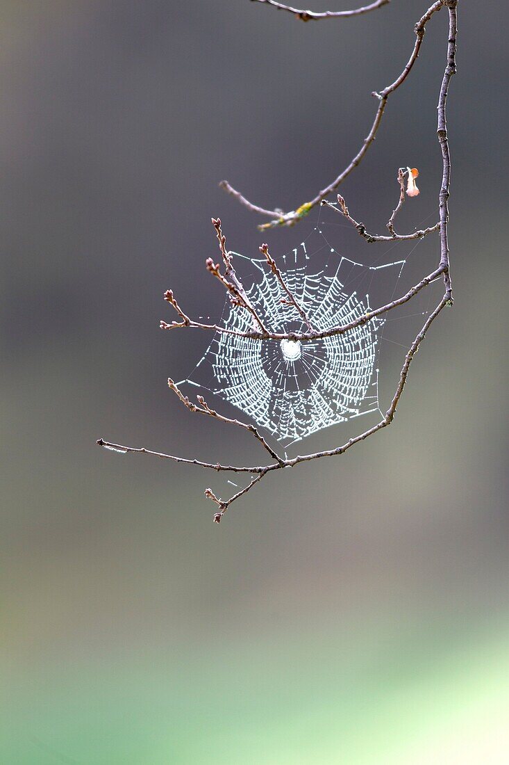 Spain , Castilla La Mancha , surroundings of Guadalajara , landscape , spider web, spiderweb, spider's web, or cobweb.