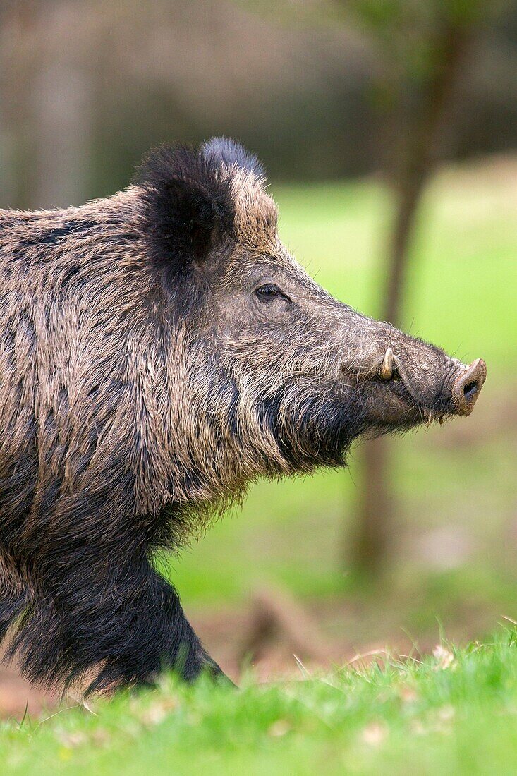 France, Haute Saone, Private park , Wild Boar ( Sus scrofa ) , male.