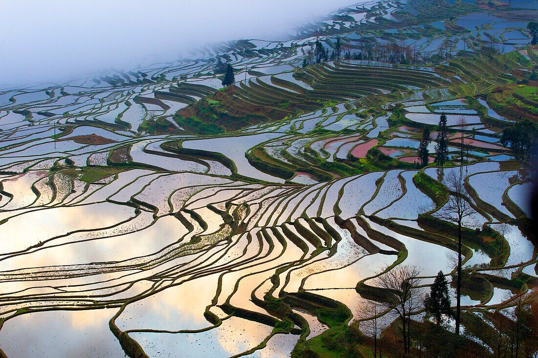 China , Yunnan province , Hani people, Yuanyang , Duoyishu village, rice terraces , sunrise.
