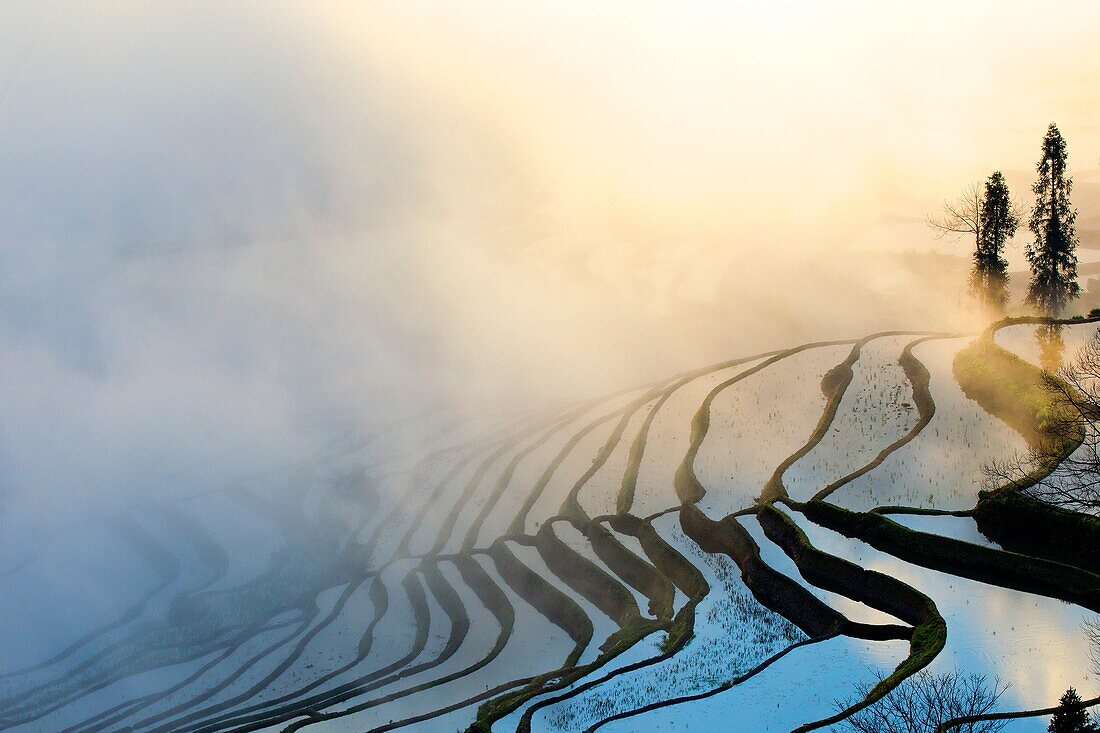 China , Yunnan province , Hani people, Yuanyang , Duoyishu village, rice terraces , sunrise.