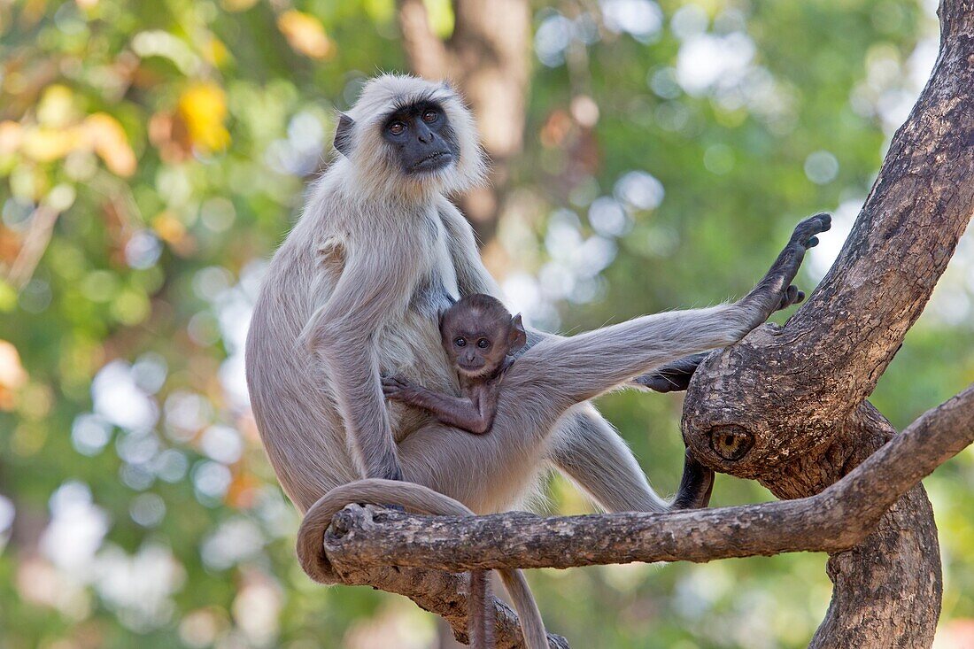 India , Madhya Pradesh , Bandhavgarh National Park , Hanuman Langur ( Semnopithecus entellus ) , mother and baby.
