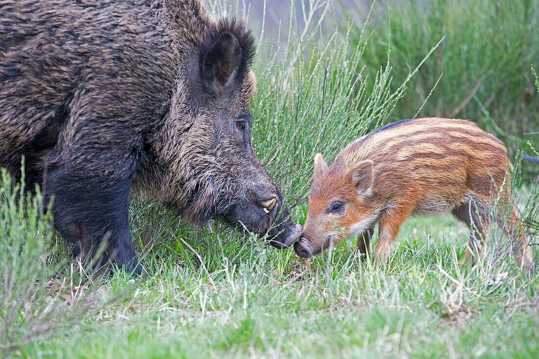 France, Haute Saone, Private park , Wild Boar ( Sus scrofa ) , male and babies ( piglets ) , the babies are playing with the adult male.