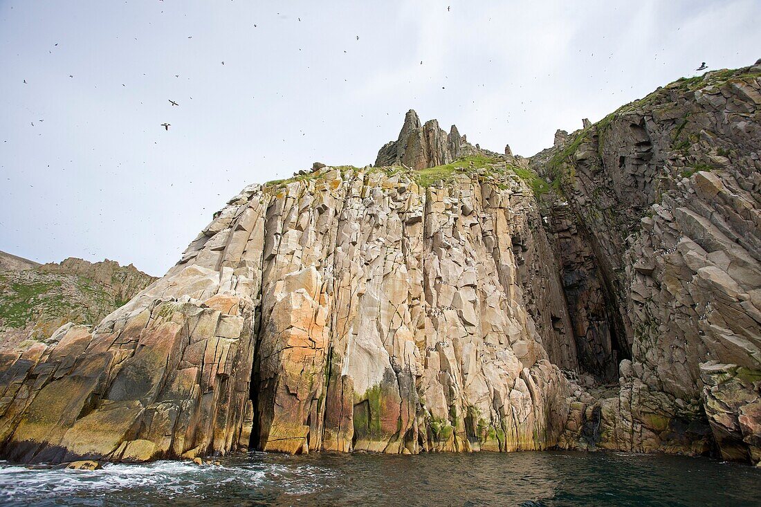 Russia , Chukotka autonomous district , Bering sea , Preobrazheniya Bay near the cape Dezhnev (northeasternmost point of the Eurasian continent ) , Marine birds colony nesting in cliffs. Black legged Kittiwake ( Rissa tridactyla ) and Thick Billed Murre (