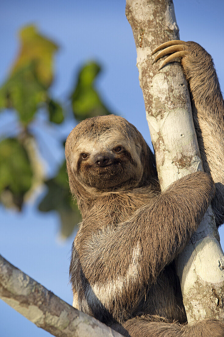 South America ,Brazil, Amazonas state, Manaus, Amazon river basin, Pale-throated sloth (Bradypus tridactylus).