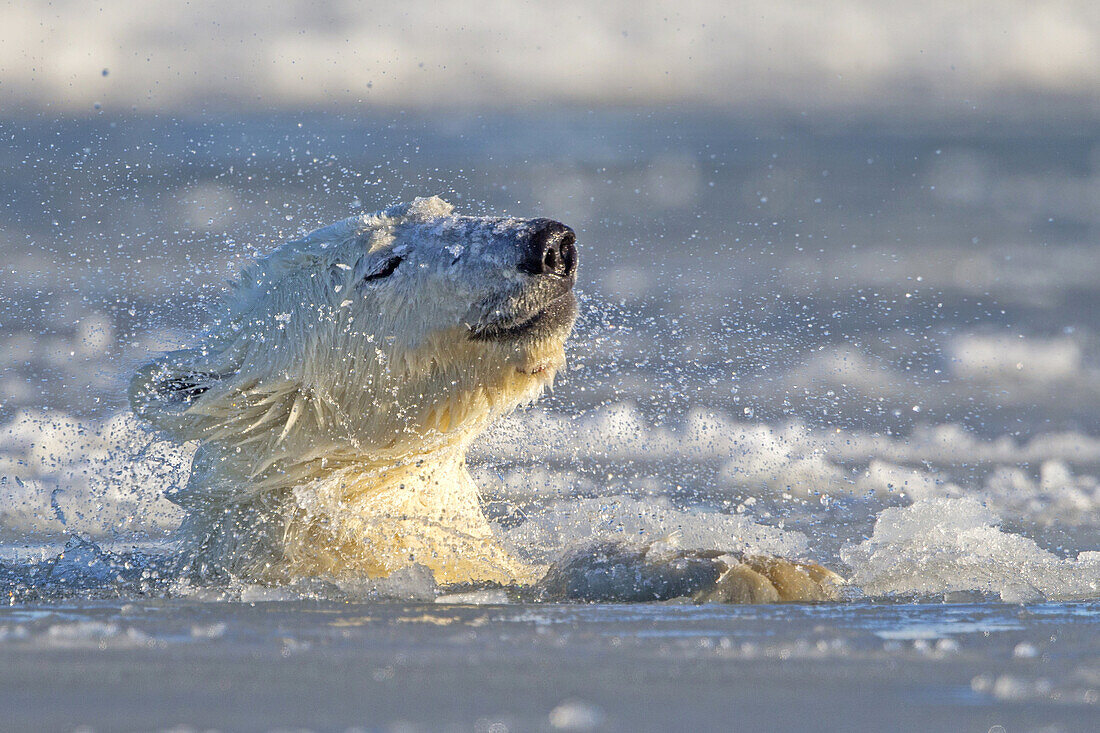 United States , Alaska , Arctic National Wildlife Refuge , Kaktovik , Polar Bear( Ursus maritimus ) , snorts in slush ice along a barrier island outside Kaktovik, Alaska. Every fall, polar bears (Ursus maritimus) gather near Kaktovik on the northern edge 