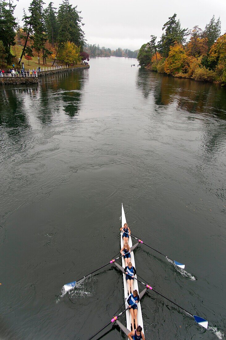 Canada, BC, Victoria. Gorge waterway. An eight person rowing shell in the Head of the Gorge rowing regatta.