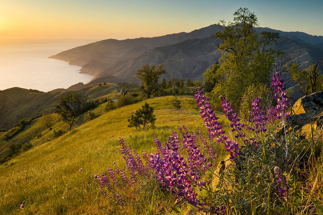 Spring Lupine wildflowers and green hills at sunset, Ventana Wilderness, Los Padres National Forest, Big Sur coast, California Spring Lupine wildflowers and green hills at sunset, Ventana Wilderness, Los Padres National Forest, Big Sur coast, California.
