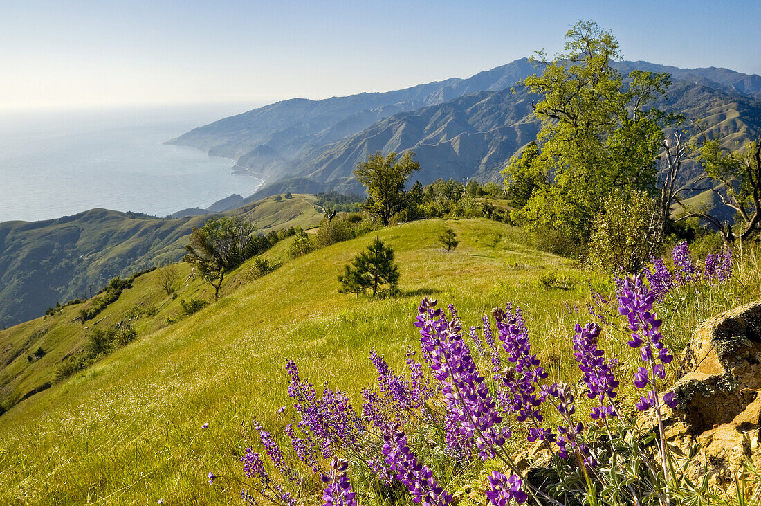 Lupine wildflowers and green hills in Spring on the Big Sur Coast, Monterey County, California Lupine wildflowers and green hills in Spring on the Big Sur Coast, Monterey County, California.
